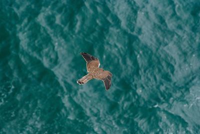 Bird flying over lake