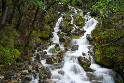 Scenic view of waterfall in forest