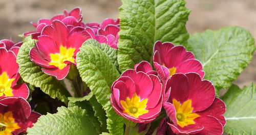 Close-up of pink flowering plants