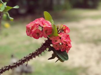 Close-up of red flowers against blurred background