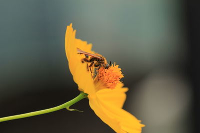 Close-up of insect on yellow flower