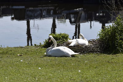 Swan swimming in lake