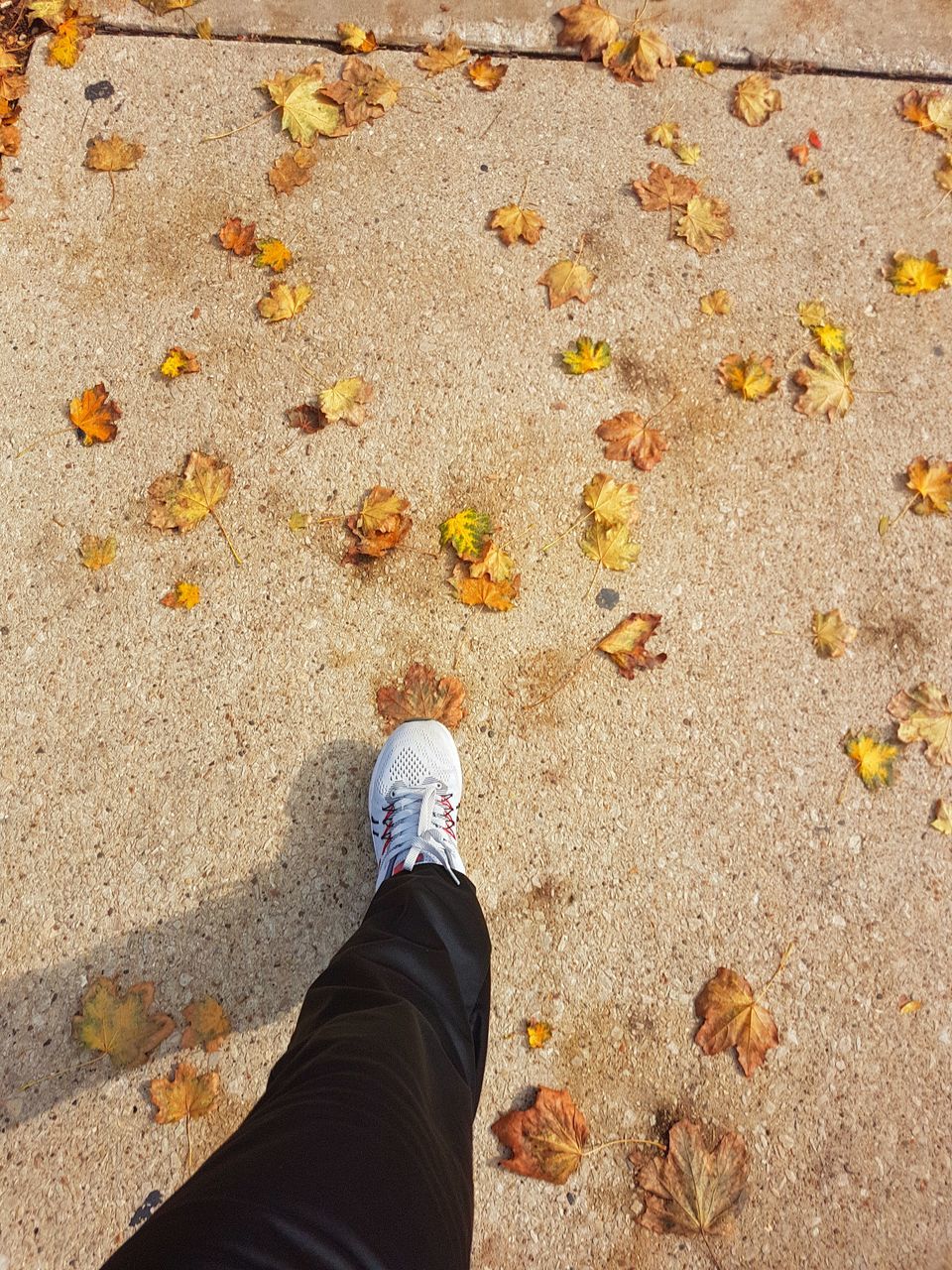 one person, low section, personal perspective, real people, human body part, human leg, high angle view, lifestyles, body part, day, leisure activity, nature, land, standing, autumn, shoe, plant part, leaf, outdoors, change, leaves, human foot