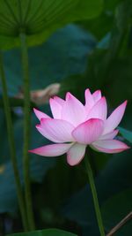 Close-up of pink lotus water lily