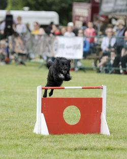 Black dog jumping over red hurdle