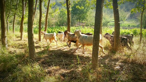 Horses standing on field in forest