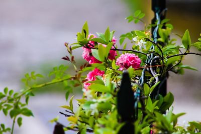 Close-up of pink flowering plant