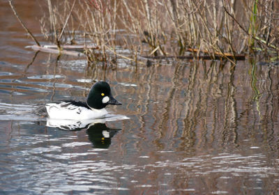 Swan swimming on lake