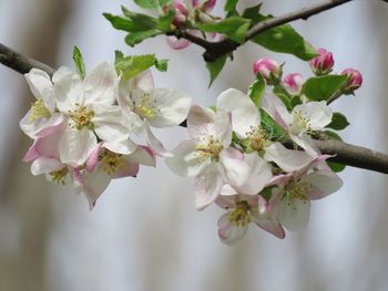 Close-up of pink cherry blossoms in spring