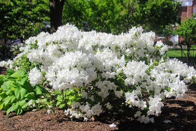 Close-up of white flowers blooming in spring