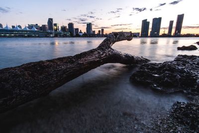 Driftwood at shore of biscayne bay by cityscape during sunset
