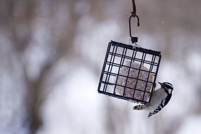 Low angle view of woodpecker hanging to feed on suet feeder. 