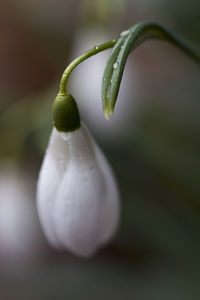 Close-up of water drops on white flower