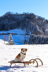 Dog on snow covered land