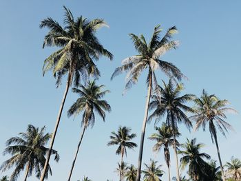 Low angle view of palm trees against clear blue sky