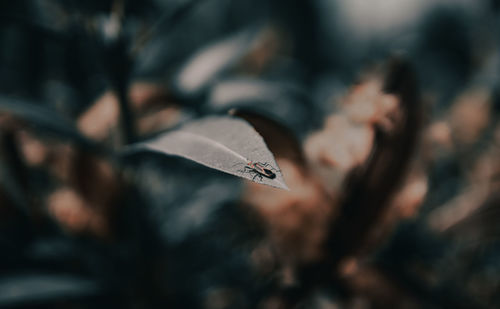 Close-up of butterfly flying