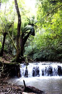 Scenic view of waterfall in forest