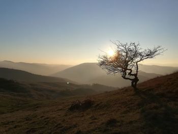 Bare tree on field against sky during sunset