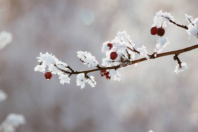 Close-up of cherry blossoms in spring