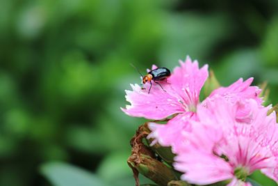 Close-up of bee pollinating on pink flower