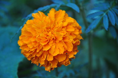 Close-up of yellow marigold flower