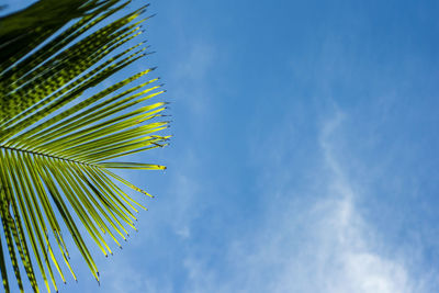 Low angle view of palm tree against sky