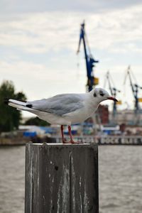 Seagull perching on wooden post