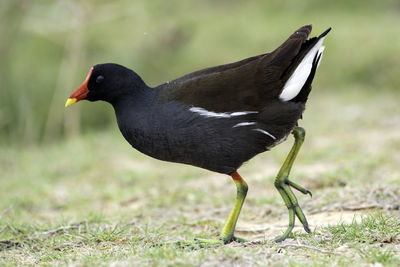 Close-up of a bird on field