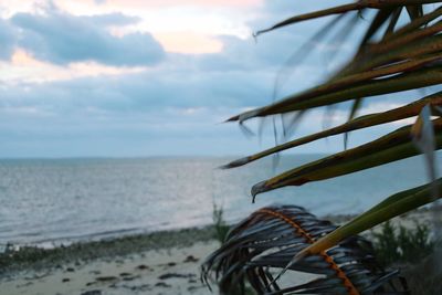 Close-up of plant against sea