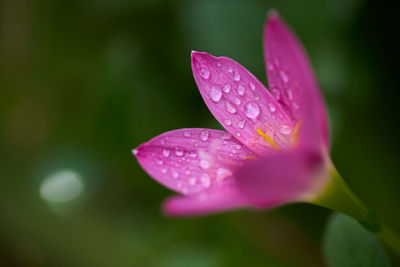 Close-up of water drops on pink flower