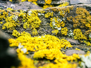 Close-up of plant against blurred background