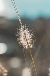 Close-up of stalks in field