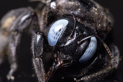 Close-up of insect