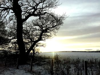 Silhouette bare trees on landscape against sky during sunset