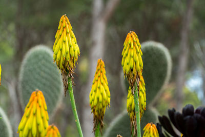 Close-up of yellow cactus plant