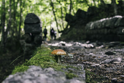 Close-up of insect on rock