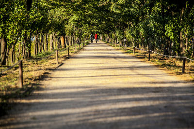 Footpath amidst trees