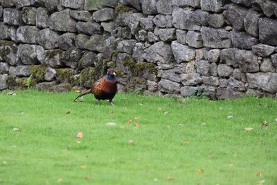 Bird perching on a wall