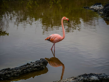 Bird on rock by lake