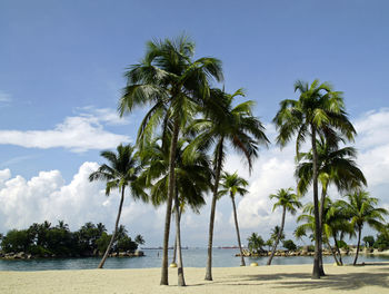 Palm trees on beach against sky