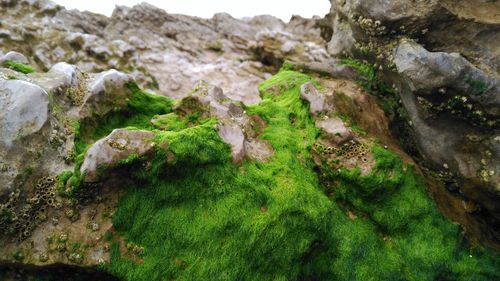 High angle view of moss growing on rocky mountains