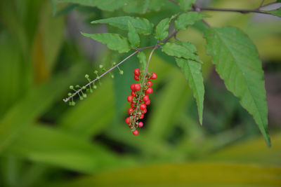 Close-up of red leaf on plant