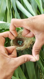 Close-up of hand forming heart shape over nest