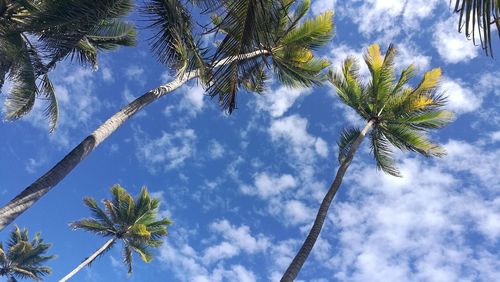 Low angle view of palm tree against sky