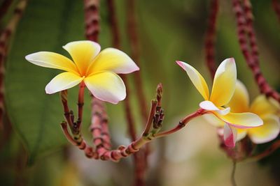 Close-up of yellow flowering plant