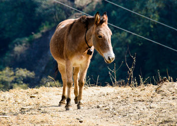 Donkey standing outdoors