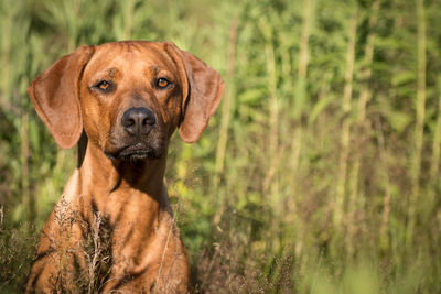 Close-up portrait of dog