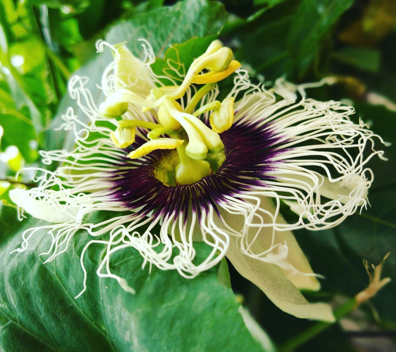 CLOSE-UP OF PURPLE FLOWER IN BLOOM