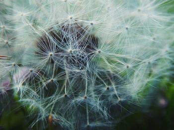 Macro shot of dandelion seed