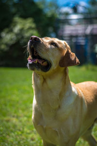 Close-up of dog sitting on grass